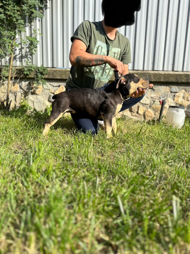 American bully pocket