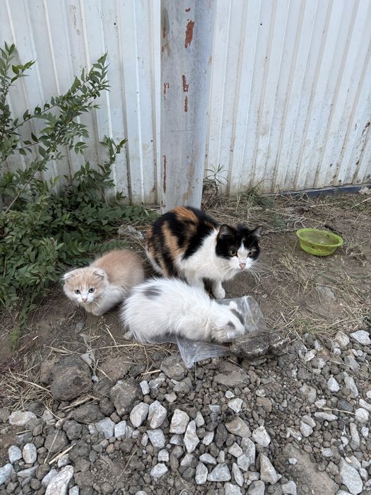 Котята Скоттиш фотд