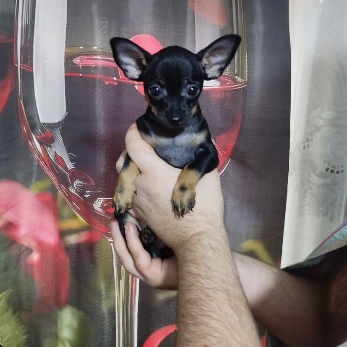 Продам щенка той терьера