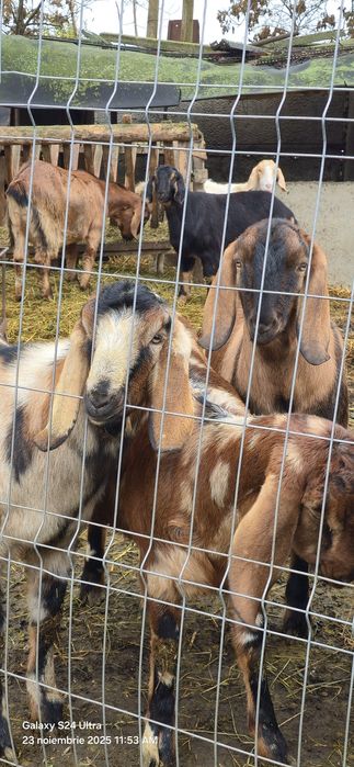 Vand 7 capre si 2 tapi