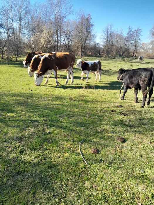 Vand o vaca si un junc