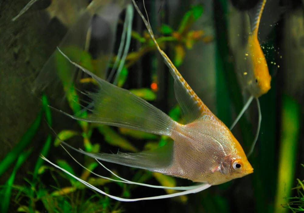 Скалярия золотая жумчужина! Продам аквариумных рыб!