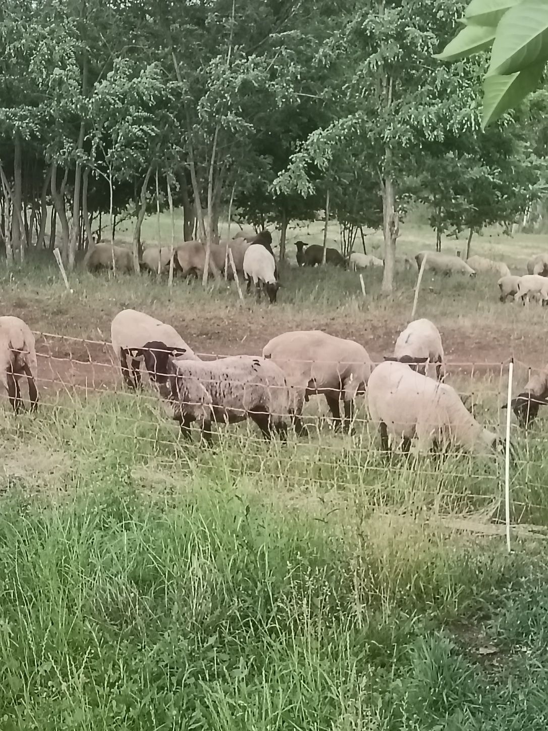 Vând oi sulfoc  rasa