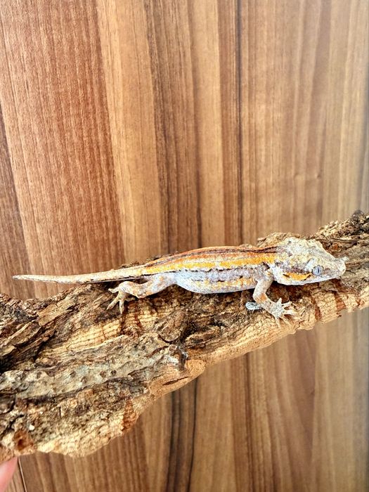 Ушат гекон (Rhacodactylus auriculatus)