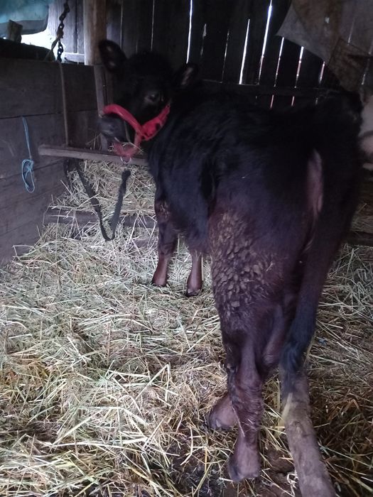 Vițea de rasa angus