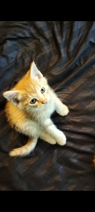 Отдам котят даром