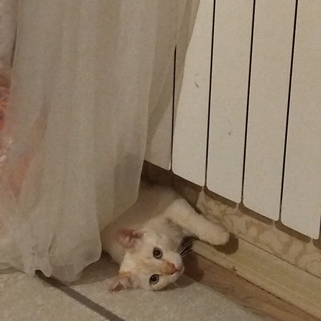 Кот ищет хорошую семью