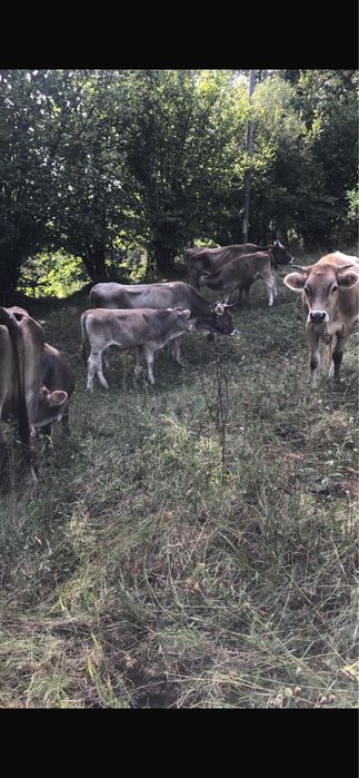 Vand Brune de maramures