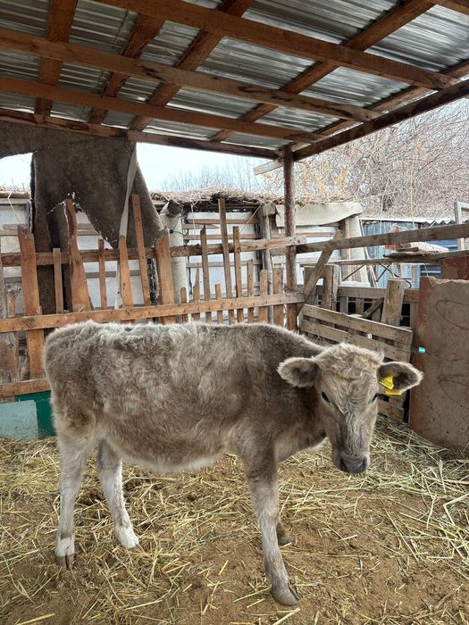 Баспақ сатылады,