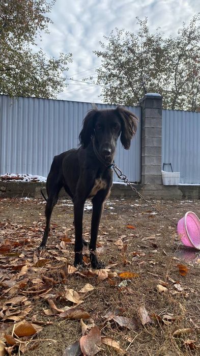 Құмай тазы сатылады, ұрғашы жасы 1ден 2ге қарады