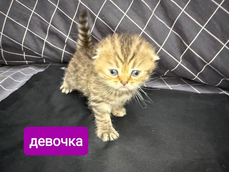 Продаются котята скотиш фолд и страйт