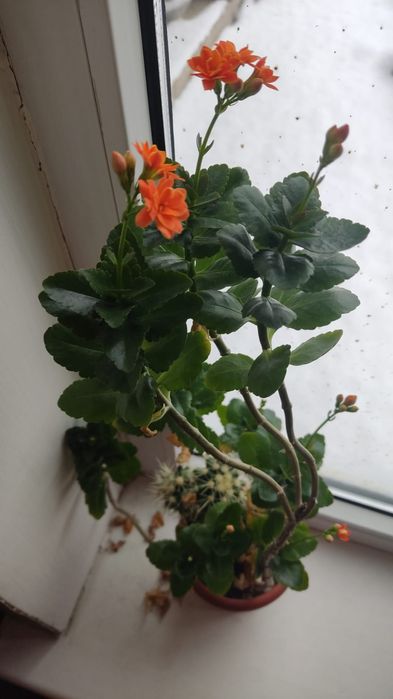 Комнатные растения