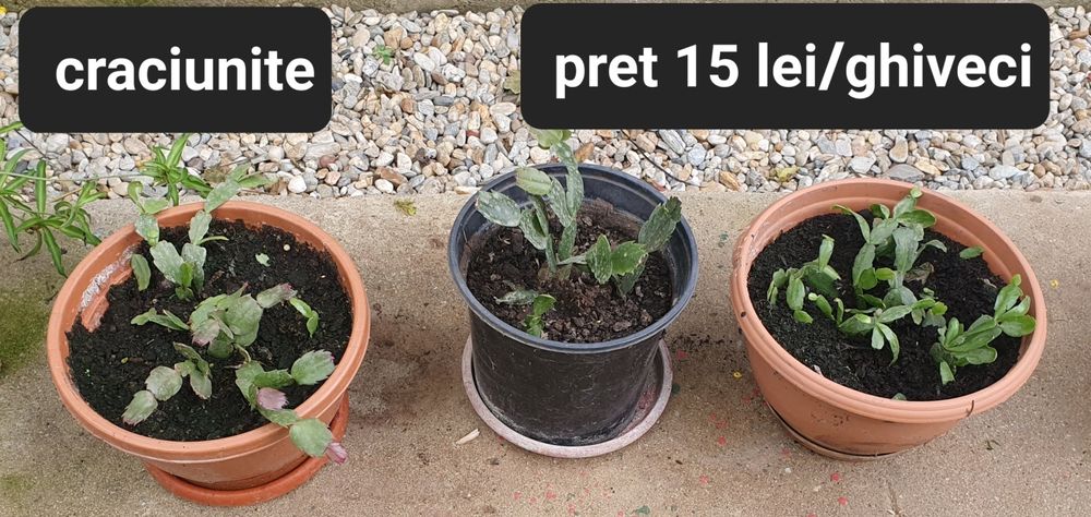 Avocado/Cactus/Oregano/etc