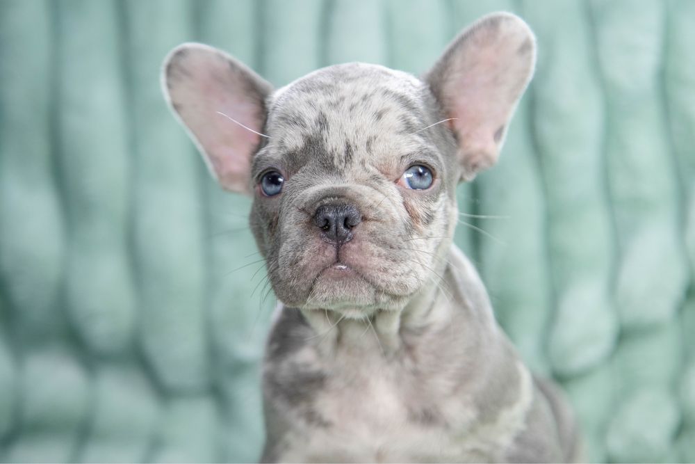 Bulldog francez blue merle fetita