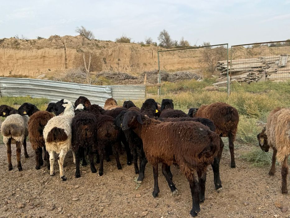 19 бас кошкар сатылады