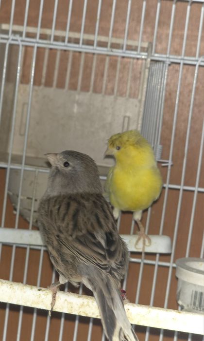 Vând canari timbrado