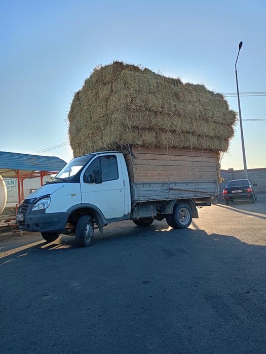 Камыс прес, сабан прес