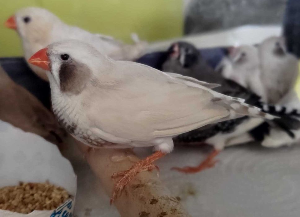 продавам зеброви амадини джъмбо, различни мутации