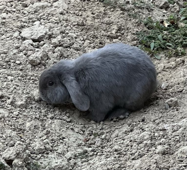 Quyon semirip ketmidigan