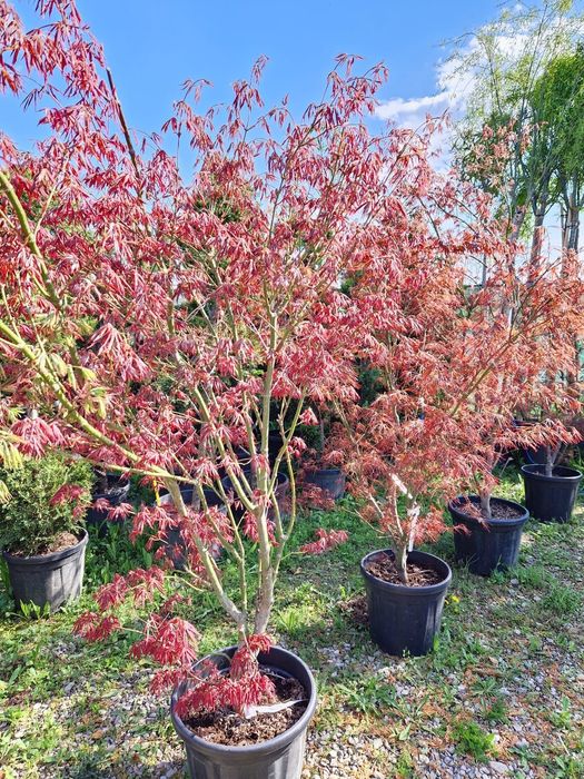 Artar japonez  ( acer palmatum) arțari japonezi
• cu frunze rosii sau
