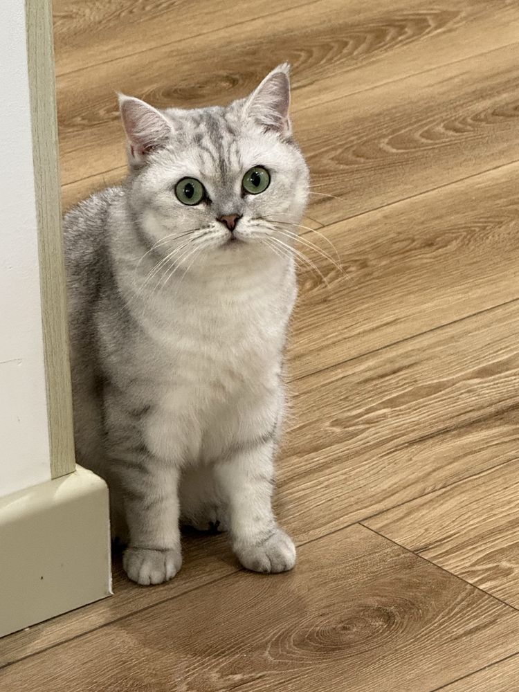 Кошка шотландская