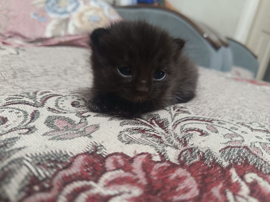 Продам Котёнока Скоттиш Страйт