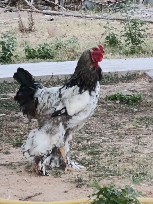 Brama xőrozla sotiladi