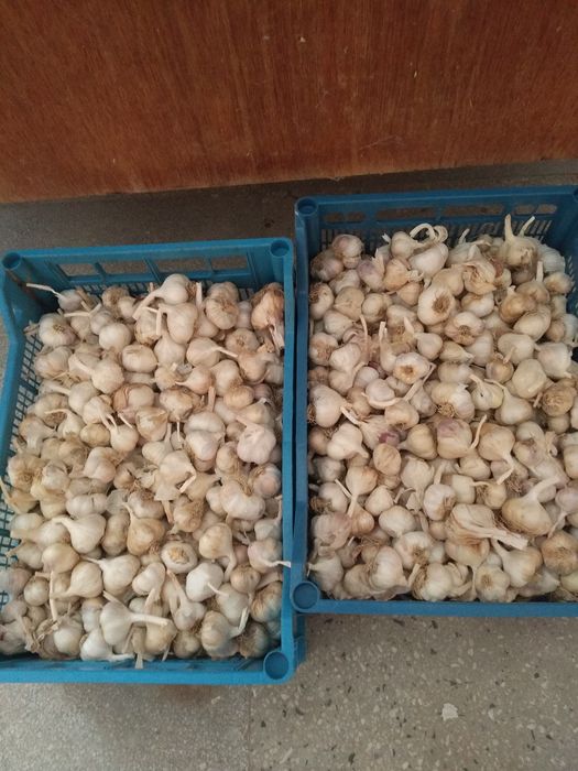 Продавам сух чесън