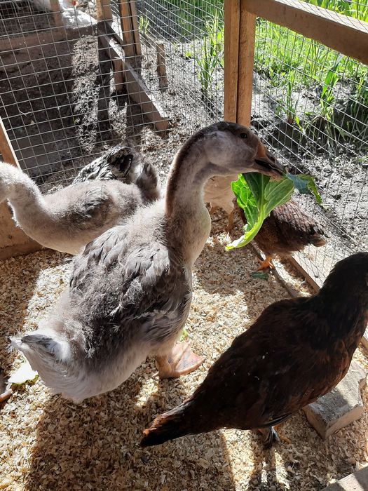 Продаётся утка продаётся утка