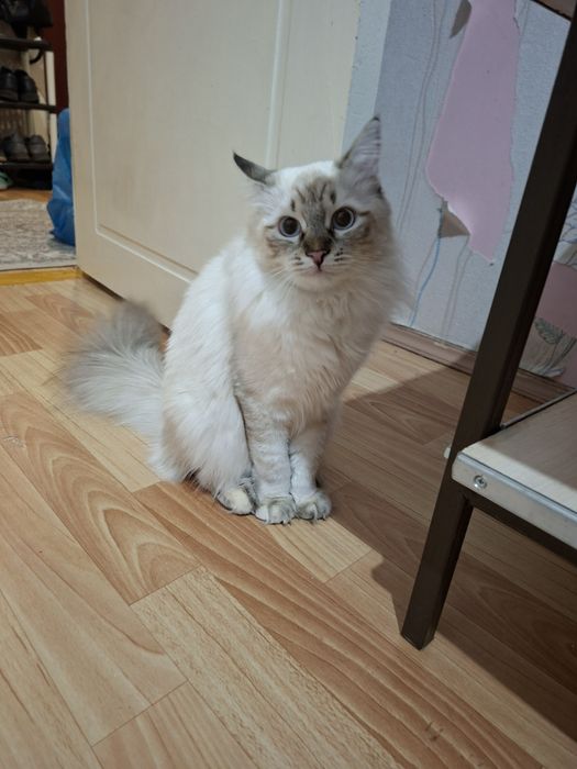 Кошки домашние сестры