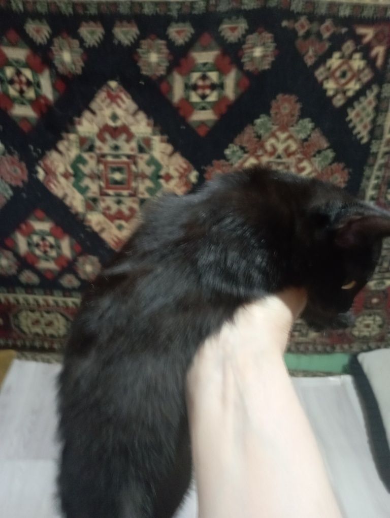 Котенок  Ищет добрые и любящие ручки