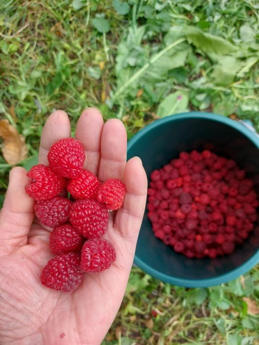 Vand butasi de zmeura.