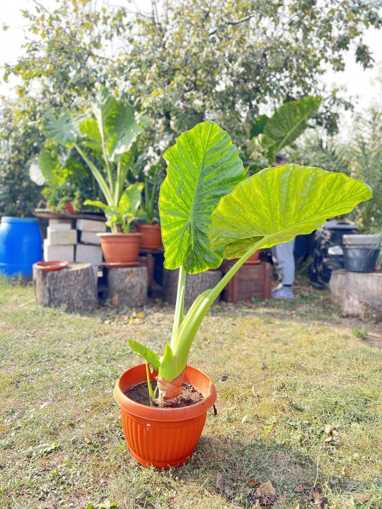 Colocasia, ureche de elefant, monstera