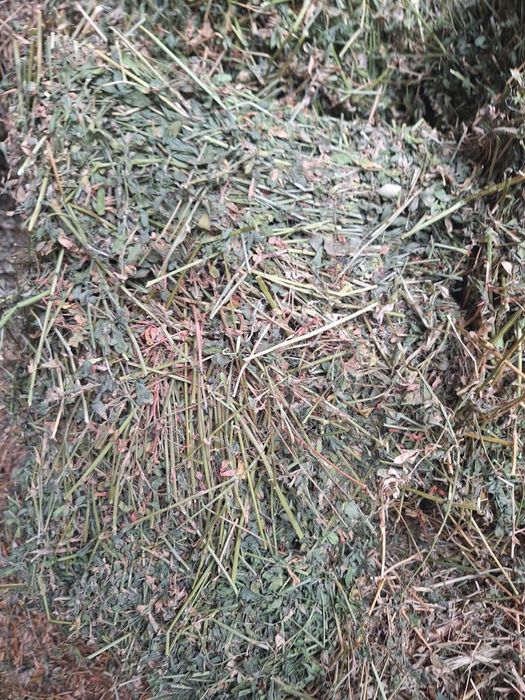 Orz de vânzare  boabe lucernă