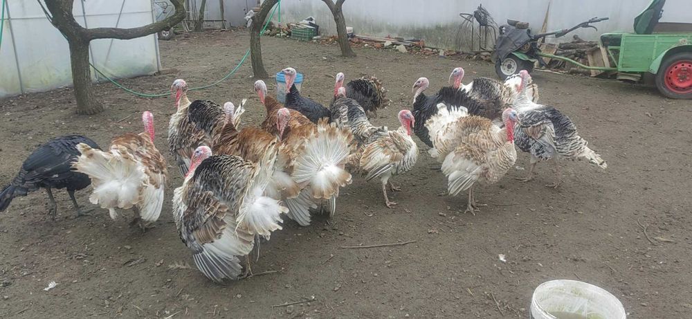 Продавам  Пуйки, Пуйки