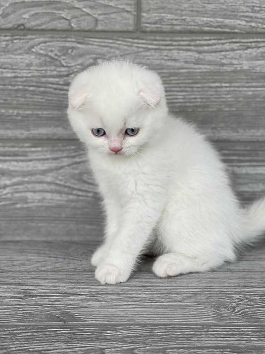 Pisoiaș Scottish Fold cu Pedigree - rezervare