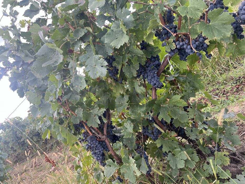 vand struguri de vin, must