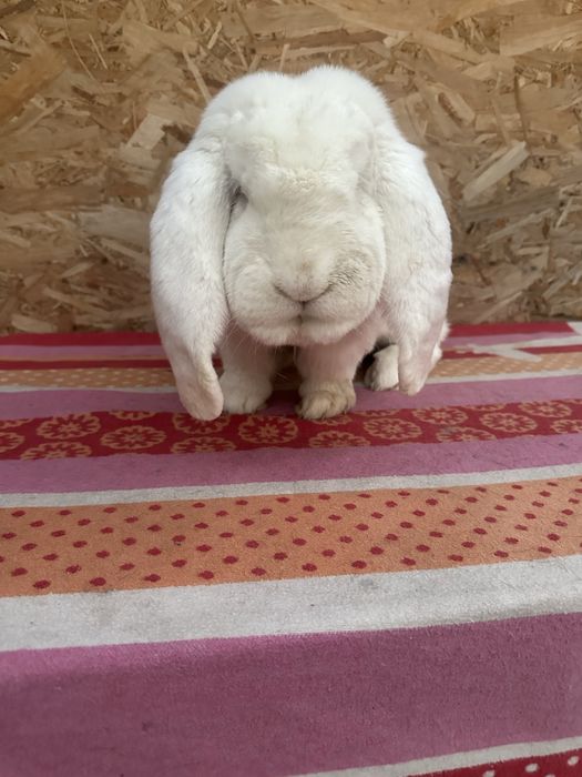 Iepuri berbec german