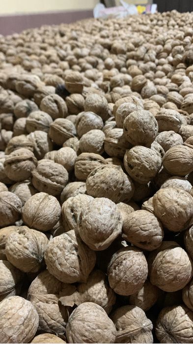 Жаңғақ , Орех грецкий оңай шағылады ( шұқыма емес)