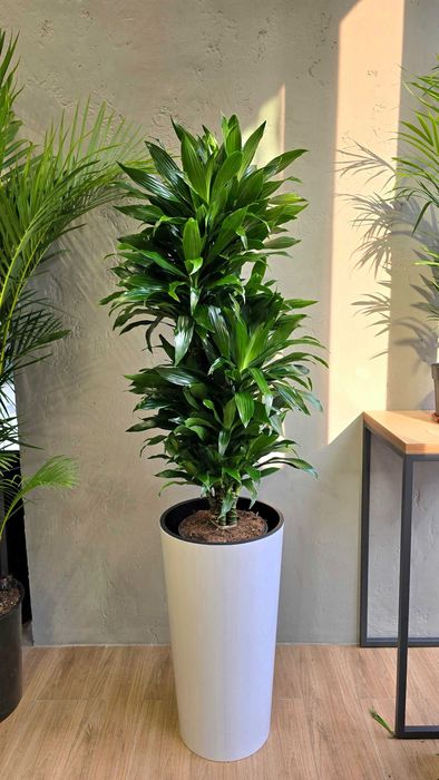 Лучшие растения для очистки воздуха