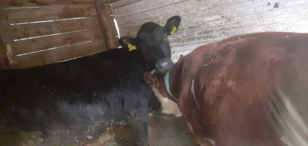 Viței , vaci și taurasi de diferite virste și  kilograme ieftin!!