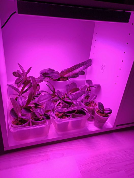 Lumini de crestere plante cu spectru complet 45W, LED -60 lei
