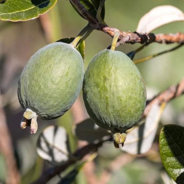 Guava ananas    .