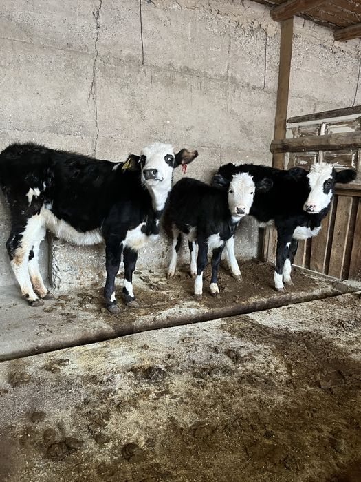 3 бузау бир жерден 560000тг