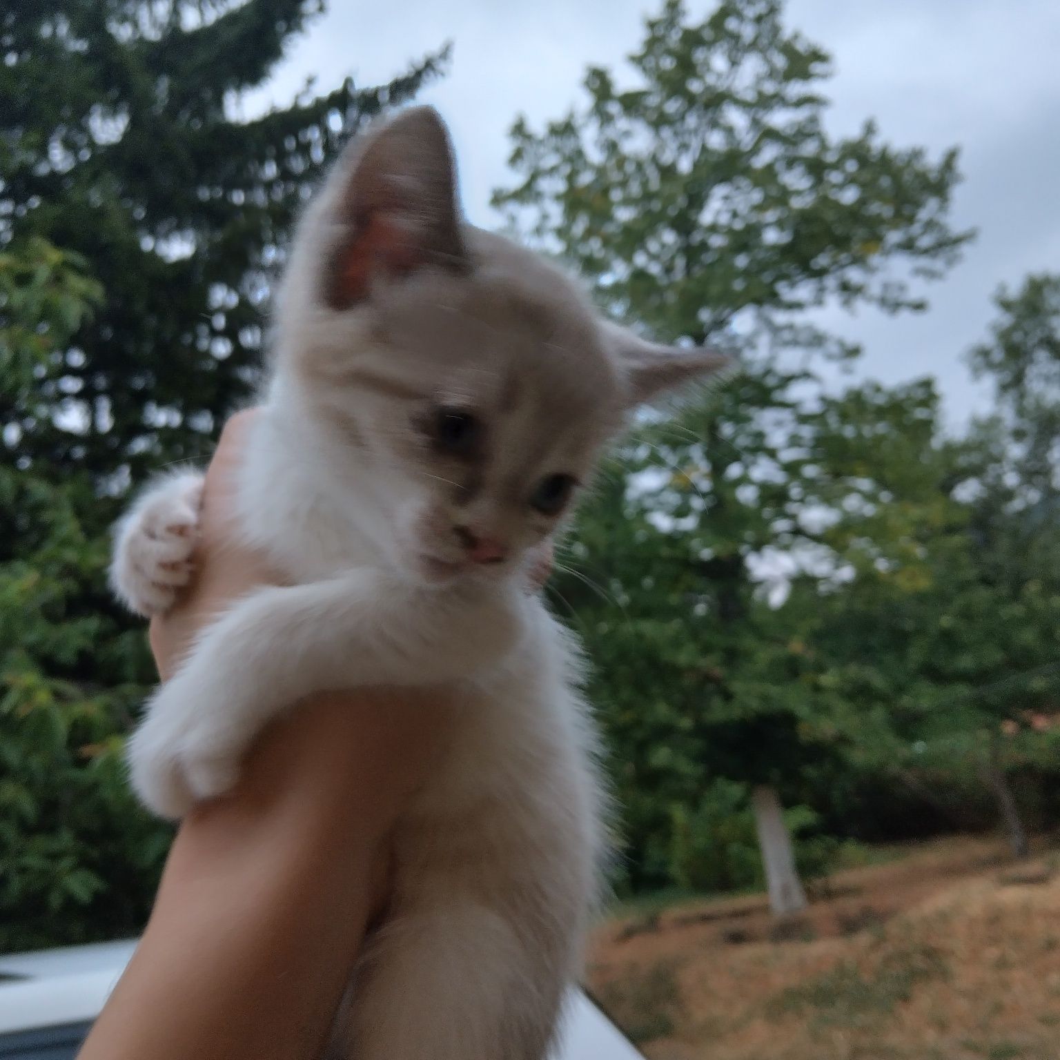 Подарявам котенца