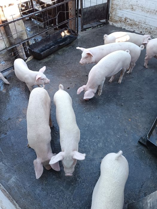 Малки прасета за продан