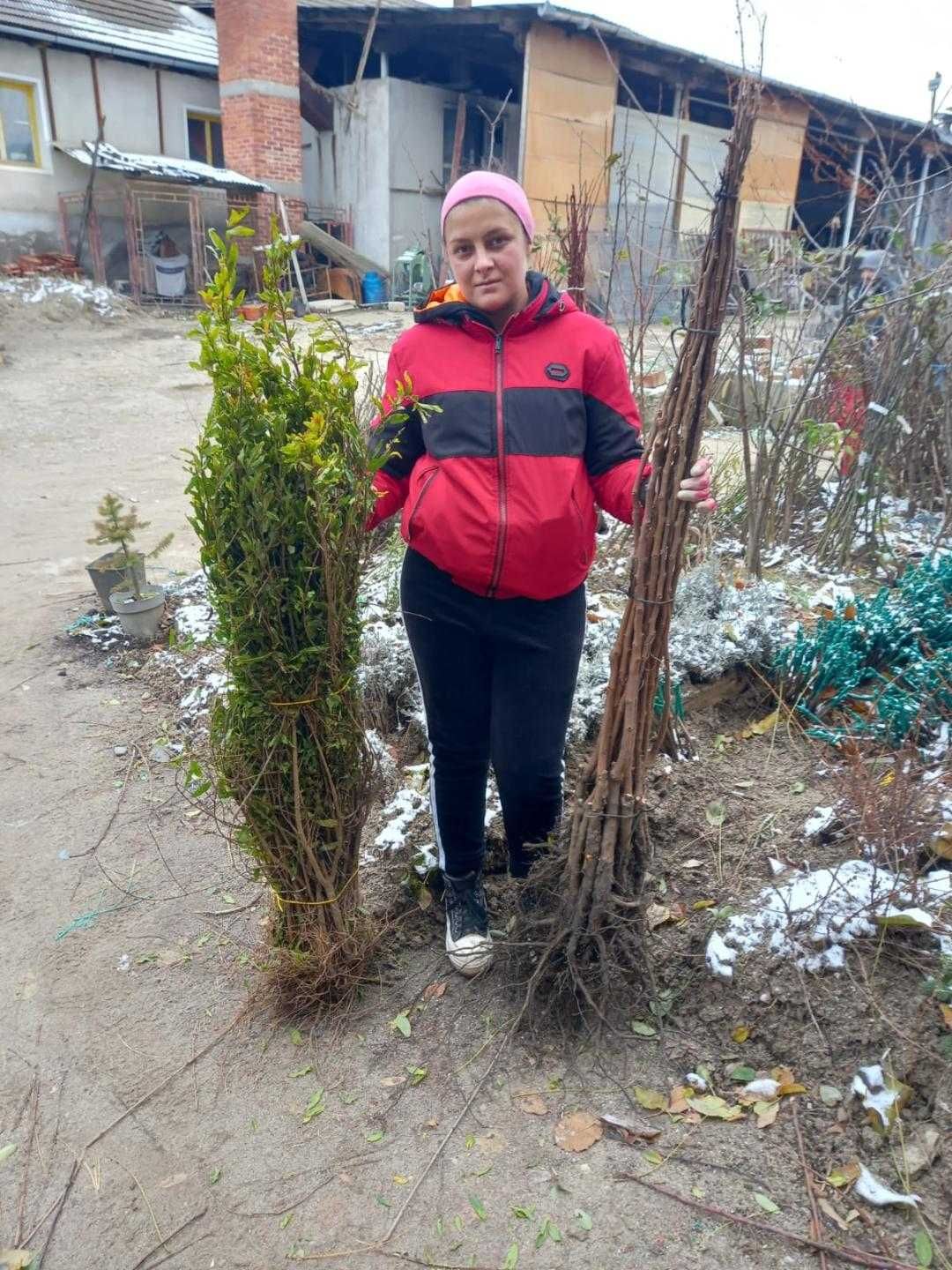 Livram in toata tara Kaki aclimatizati,altoi.Nuchi Chandler/Aluni