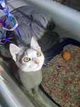 Adoptie Pisica Pui