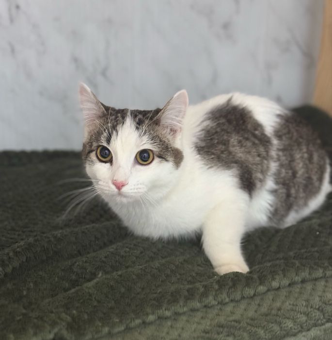 Отдам  кастрированного кота   в добрые руки