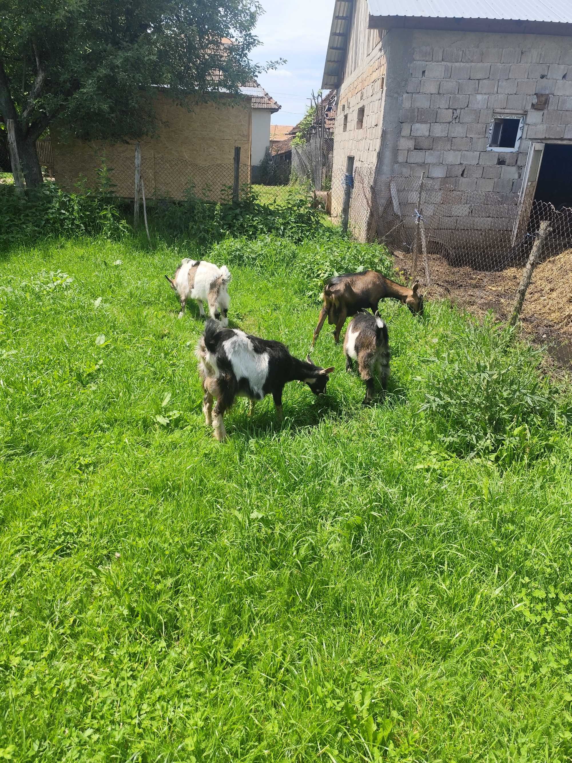 Un ieduț din doi de vanzare